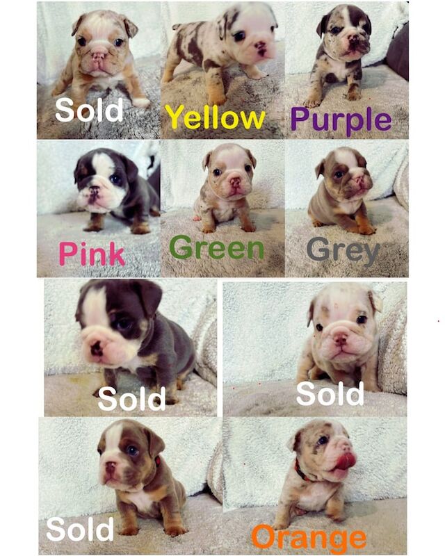 English Bulldog puppies for sale in Rhyl, Clwyd – KC registered, 5 weeks old