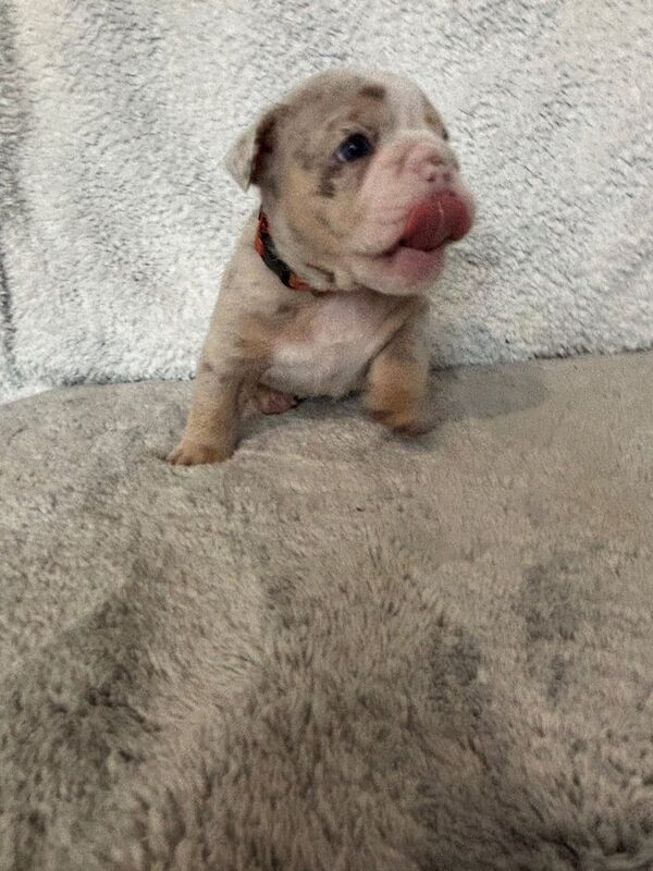English Bulldog puppies for sale in Rhyl, Clwyd – KC registered, 3 months old - Image 2 of 3