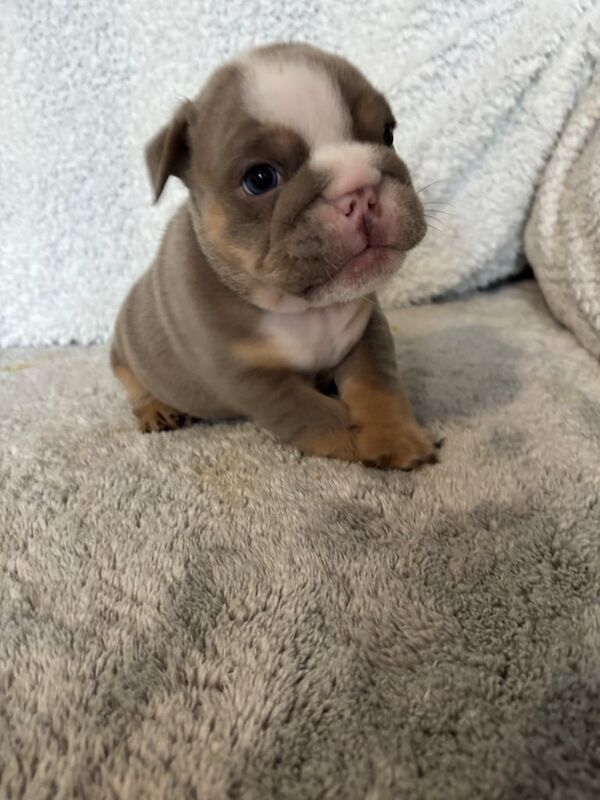 English Bulldog puppies for sale in Rhyl, Clwyd – KC registered, 3 months old - Image 3 of 3
