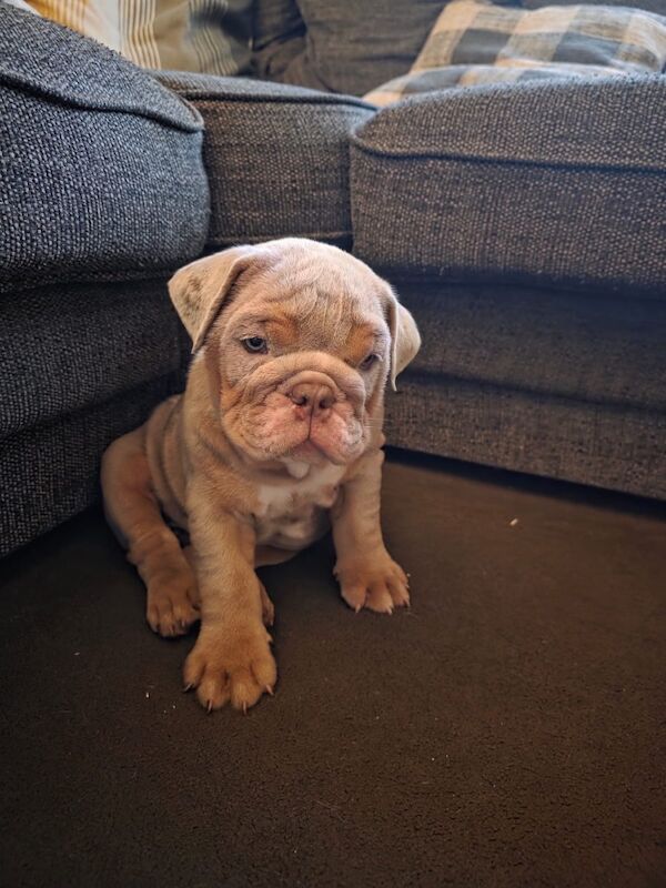 10 month old female English Bulldog