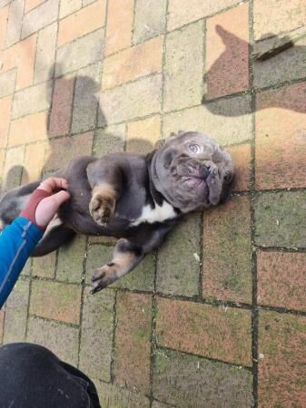 11 month old kc reg female frenchie for sale in Nelson, Lancashire