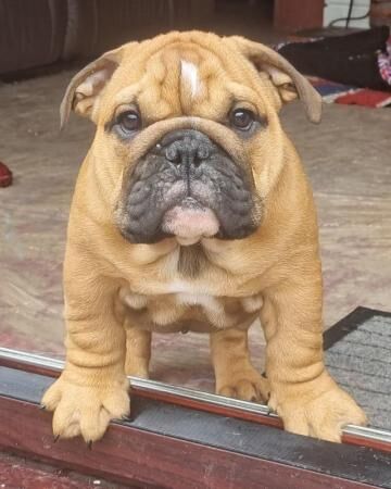 11 week old English bulldog puppies (Only 3 left) for sale in Barnsley, South Yorkshire
