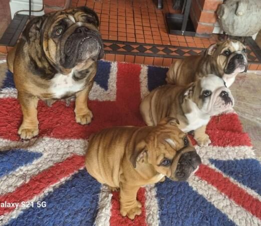 11 week old English bulldog puppies (Only 3 left) for sale in Barnsley, South Yorkshire - Image 2