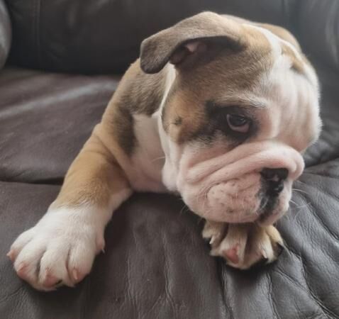 11 week old English bulldog puppies (Only 3 left) for sale in Barnsley, South Yorkshire - Image 3