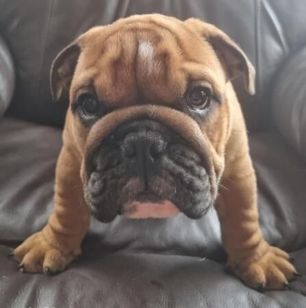 11 week old English bulldog puppies (Only 3 left) for sale in Barnsley, South Yorkshire - Image 4