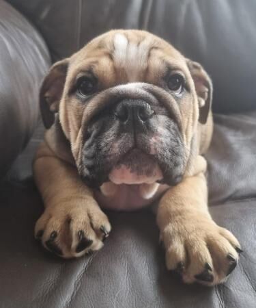 11 week old English bulldog puppies (Only 3 left) for sale in Barnsley, South Yorkshire - Image 5