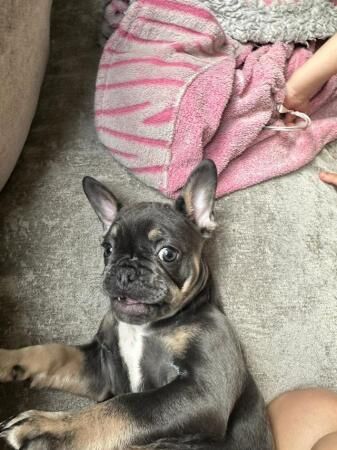 11 weeks old female French bulldog pup tri colour for sale in Leigh, Greater Manchester