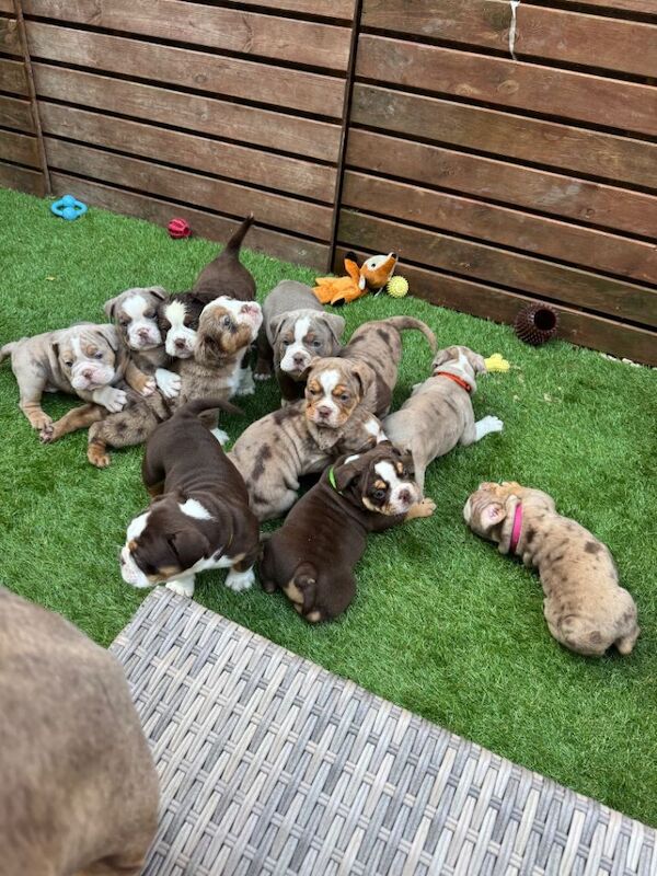 12! Olde English bulldogge puppies