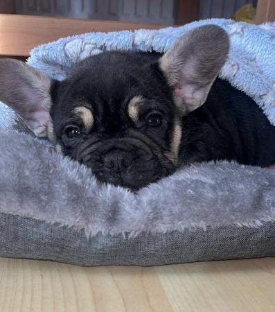 13 week old French bulldog for sale in Peterborough, Cambridgeshire