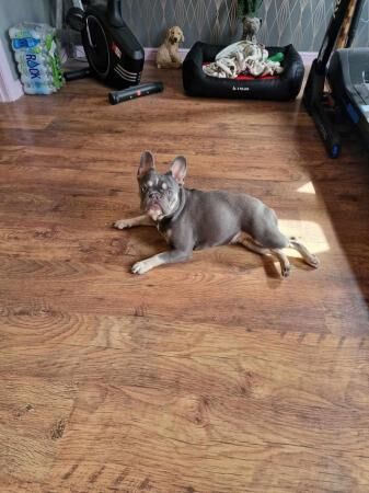 14 month old Blue fawn Girl french bulldog for sale in Westbury, Wiltshire