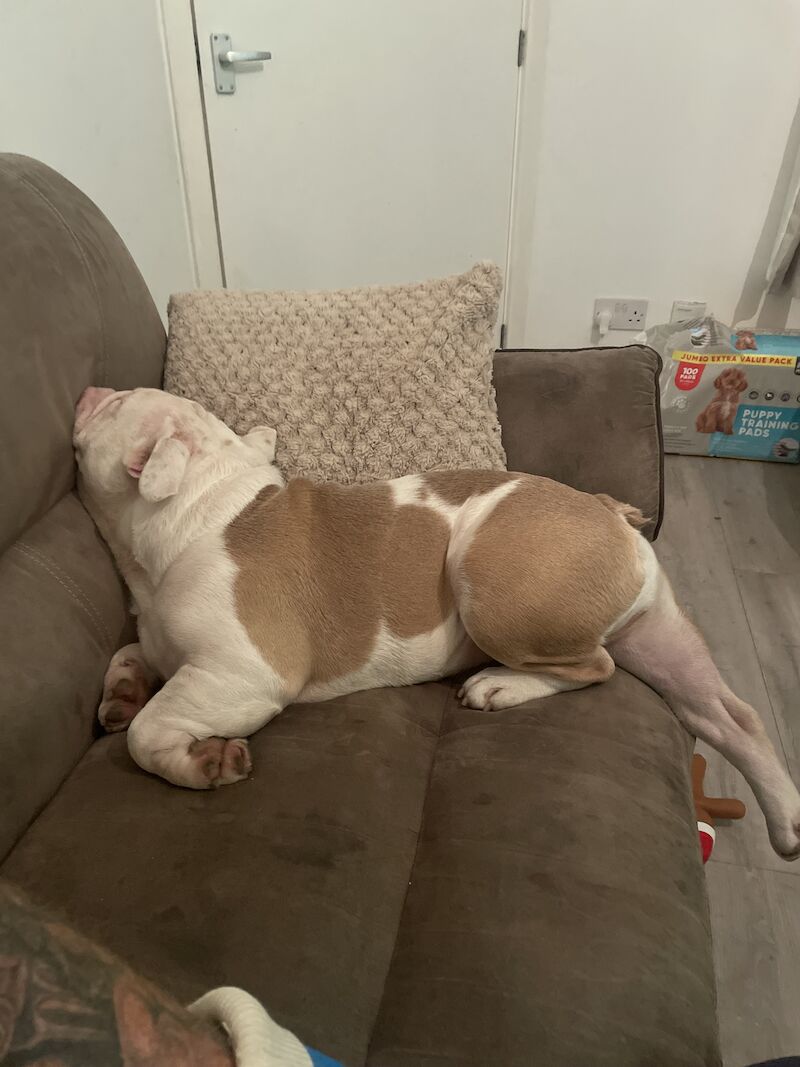 15 month old bulldog boy for sale in Stockport, Greater Manchester | Image 2