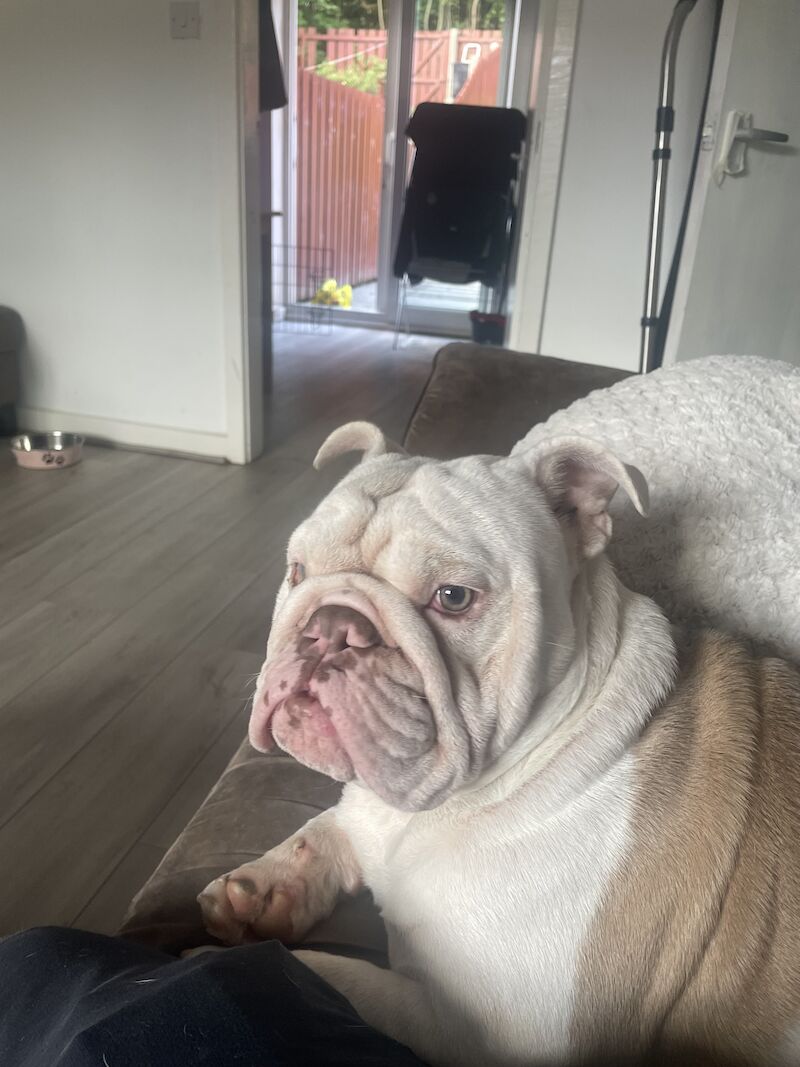 15 month old bulldog boy for sale in Stockport, Greater Manchester | Image 3