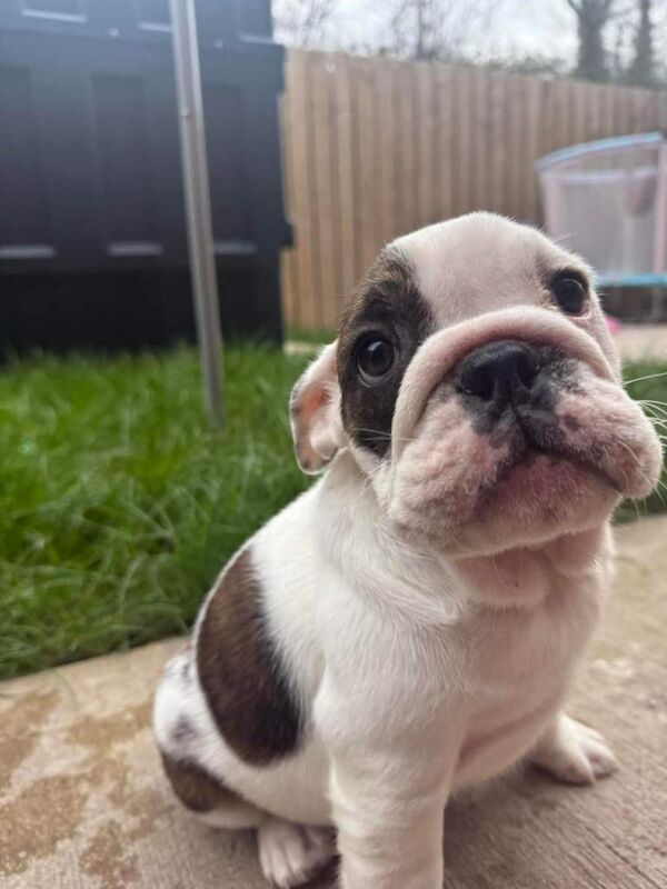 15 week old English Bulldog pup