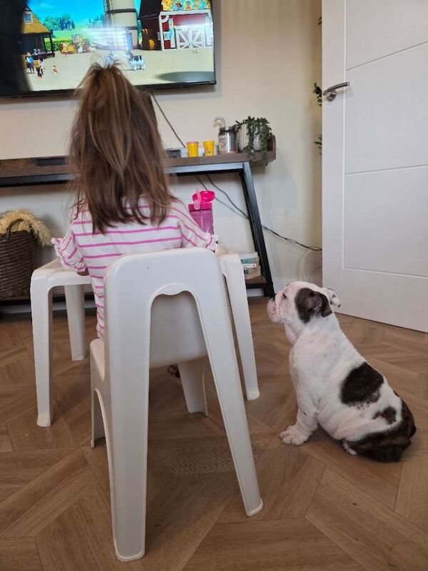 15 week old English Bulldog pup - Image 2 of 5