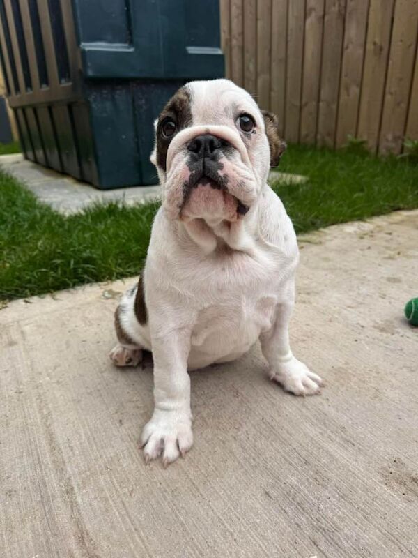 15 week old English Bulldog pup - Image 3 of 5