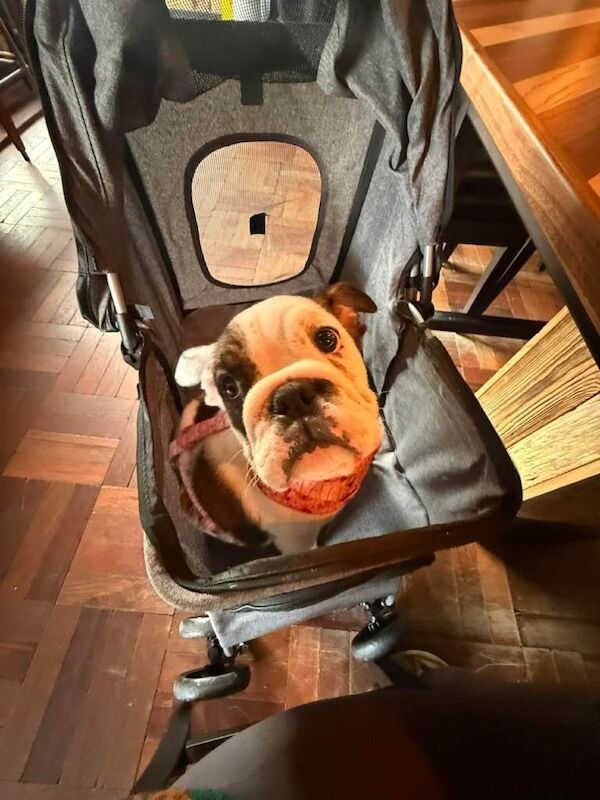 15 week old English Bulldog pup - Image 4 of 5