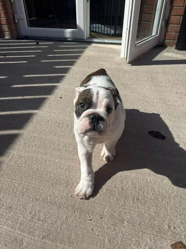 15 week old English Bulldog pup - Image 5 of 5