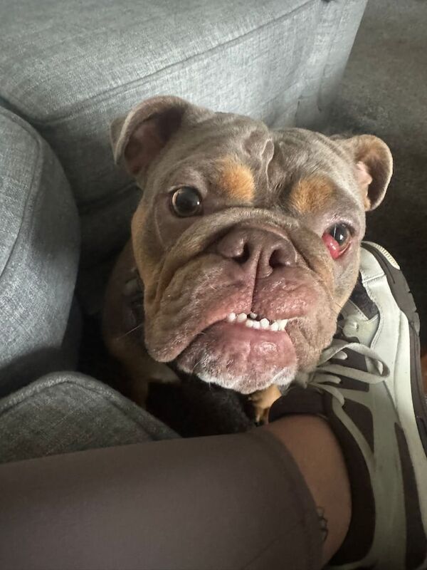 English Bulldog puppies for sale in Middleton, Greater Manchester – 1 year old - Image 2 of 4