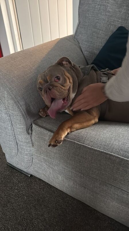 English Bulldog puppies for sale in Middleton, Greater Manchester – 1 year old - Image 3 of 4