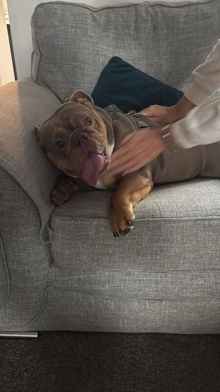 English Bulldog puppies for sale in Middleton, Greater Manchester – 1 year old - Image 4 of 4