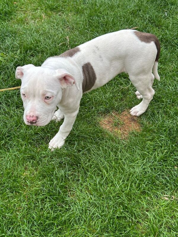 16 week old bulldog puppy White with brown markings