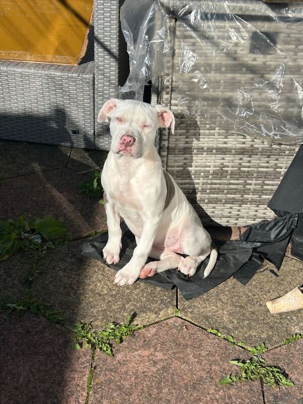 16 week old bulldog puppy White with brown markings - Image 3 of 3