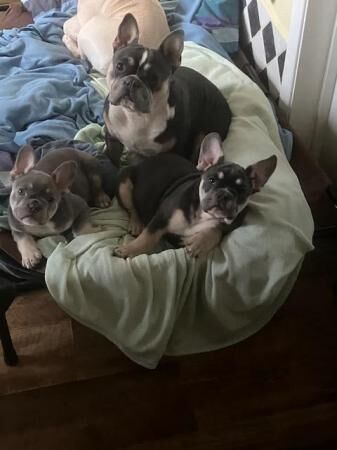 17 week old French Bulldog puppies for sale in Thetford, Norfolk