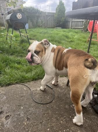 18 months girl english bulldog for sale in Kingston upon Hull, East Riding of Yorkshire