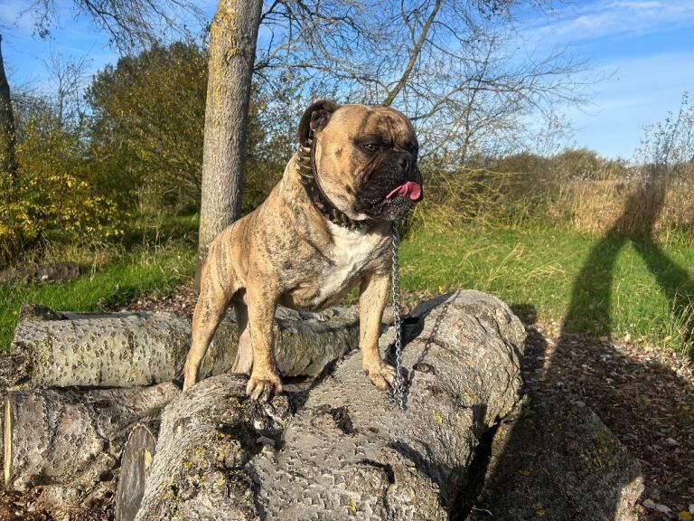 English Bulldog puppies for sale in Aylesbury, Buckinghamshire – 1 year old - Image 2 of 4