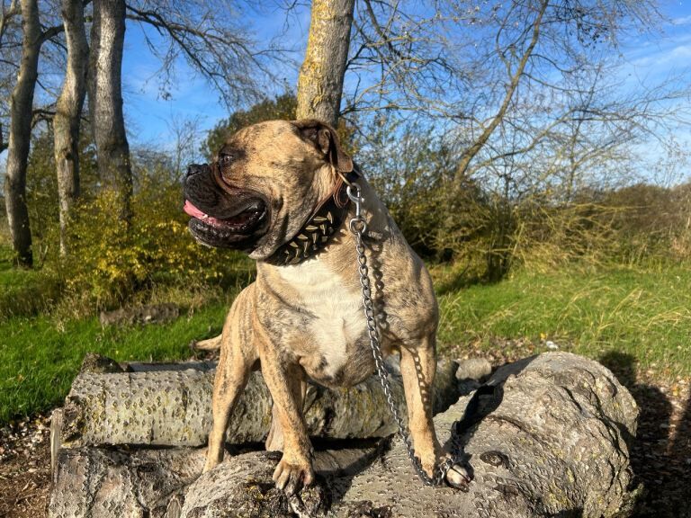 English Bulldog puppies for sale in Aylesbury, Buckinghamshire – 1 year old - Image 3 of 4