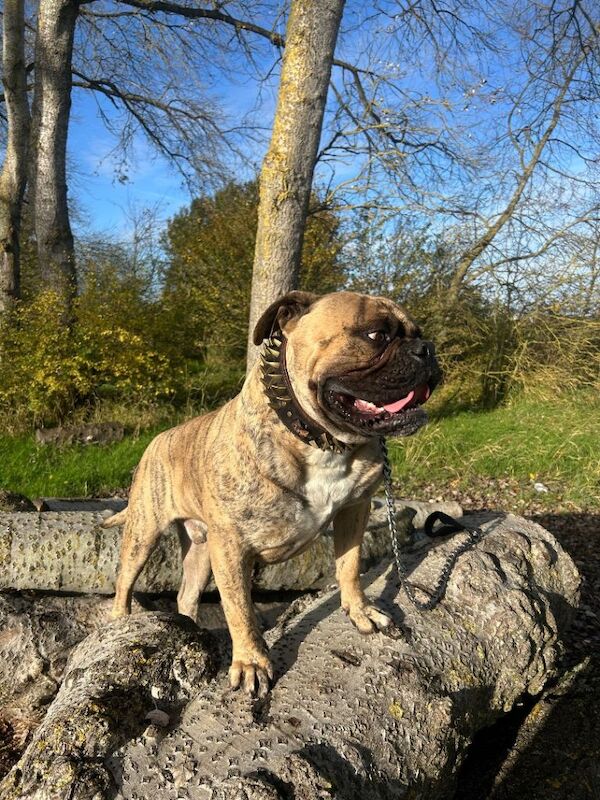 English Bulldog puppies for sale in Aylesbury, Buckinghamshire – 1 year old - Image 4 of 4