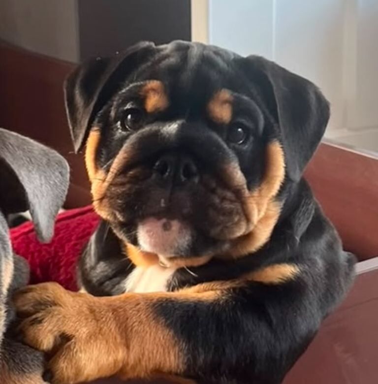 1st class English bulldog puppies - Image 2 of 3