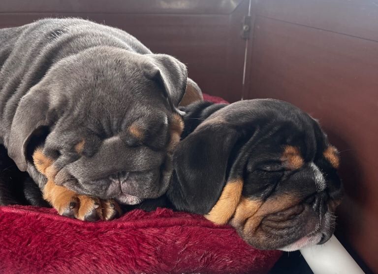 1st class English bulldog puppies - Image 3 of 3