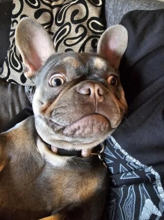 1yr old female French bulldog microchipped for sale in Derbyshire