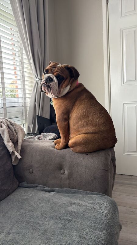 1yr old KC reg bulldog Matilda for sale in Nailsea, Somerset | Image 2