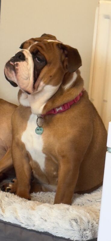1yr old KC reg bulldog Matilda for sale in Nailsea, Somerset | Image 3