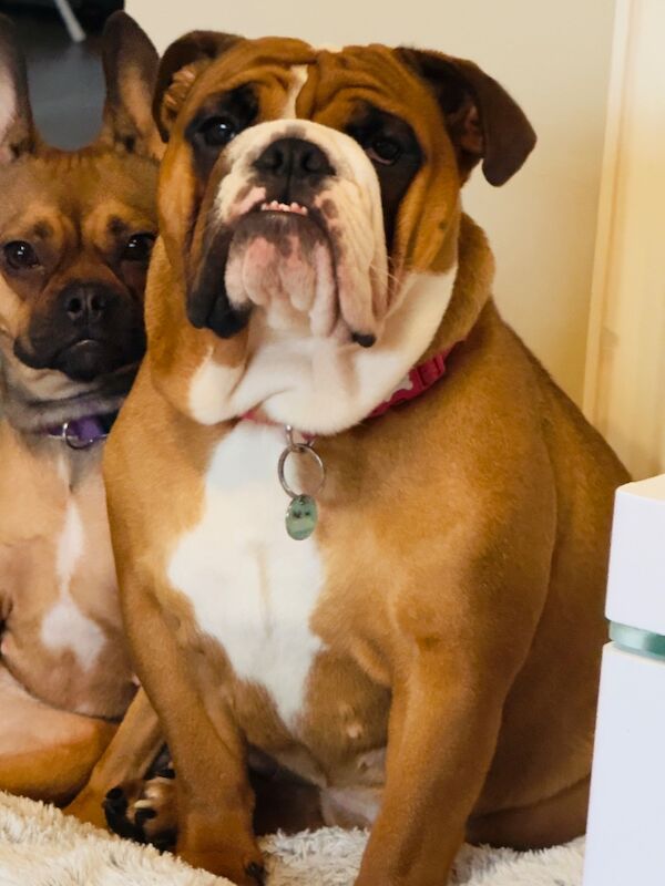 1yr old KC reg bulldog Matilda for sale in Nailsea, Somerset | Image 4