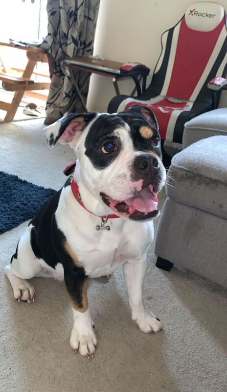 1yr old, olde english bulldogge for sale in Eastleigh, Hampshire