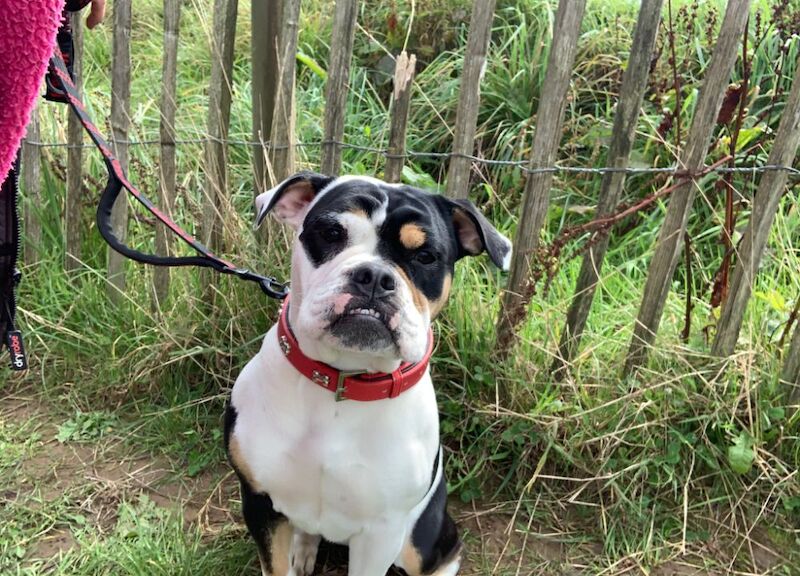 1yr old, olde english bulldogge for sale in Eastleigh, Hampshire - Image 2