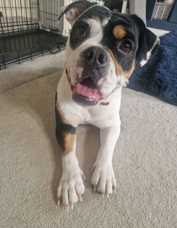 1yr old, olde english bulldogge for sale in Eastleigh, Hampshire - Image 3