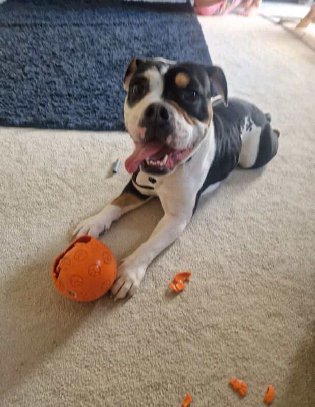 1yr old, olde english bulldogge for sale in Eastleigh, Hampshire | Image 4