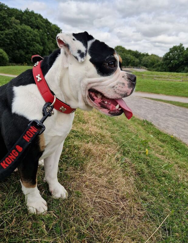 1yr old, olde english bulldogge for sale in Eastleigh, Hampshire - Image 5