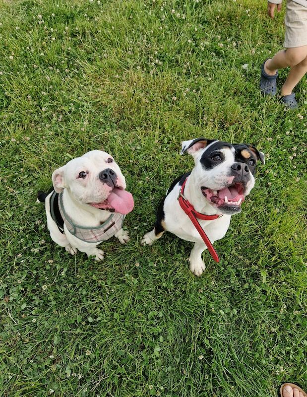 1yr old, olde english bulldogge for sale in Eastleigh, Hampshire - Image 6