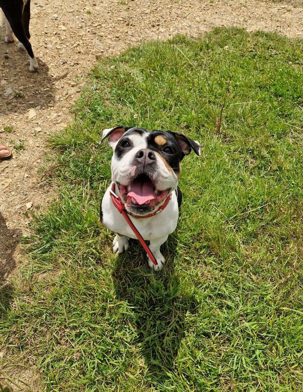1yr old, olde english bulldogge for sale in Eastleigh, Hampshire - Image 7