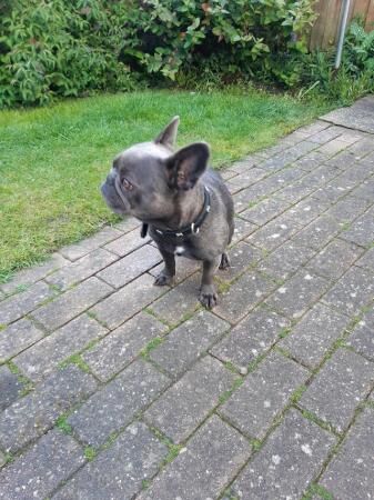 2 and a half year old French bulldog for sale in Wisbech, Cambridgeshire
