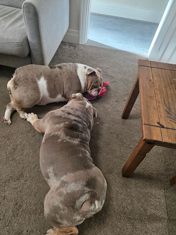 English Bulldog puppies for sale in Preston, Lancashire – 3 years old