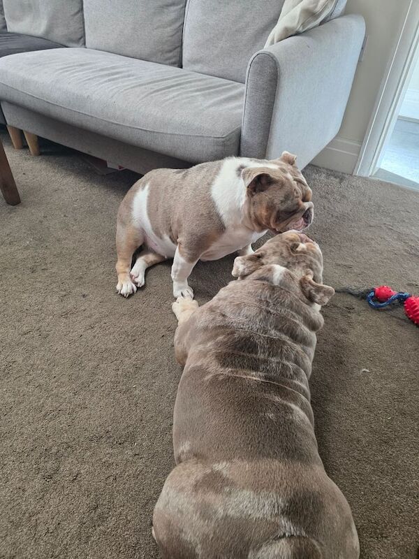 English Bulldog puppies for sale in Preston, Lancashire – 3 years old - Image 2 of 3