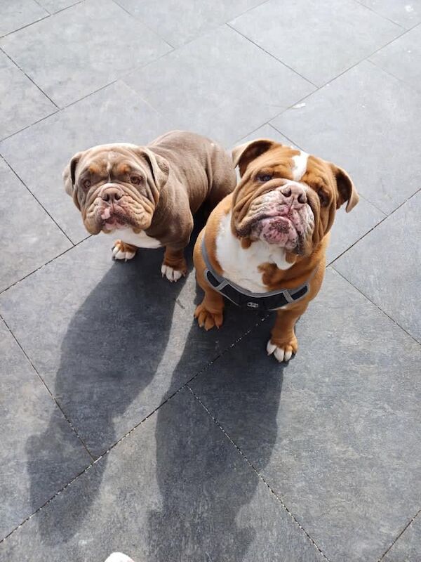 English Bulldog puppies for sale in Portsmouth, Hampshire – 3 years old