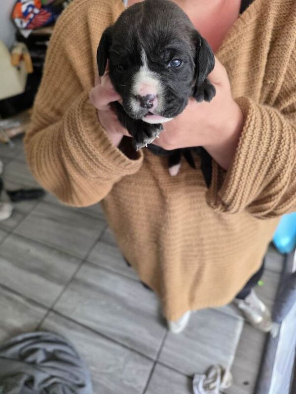 2 female Puppies for sale not ready yet 22 july 2026