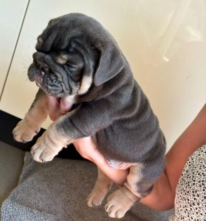 2 fully suited lilac and tan english bulldogs for sale in Leicester, Leicestershire
